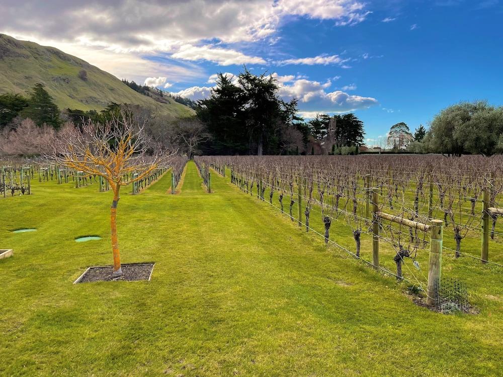 Swiss-Belhotel Napier Exterior photo A vineyard in Marlborough